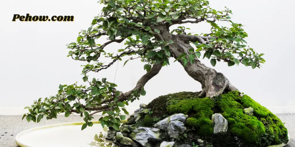 can bonsai trees bear fruit