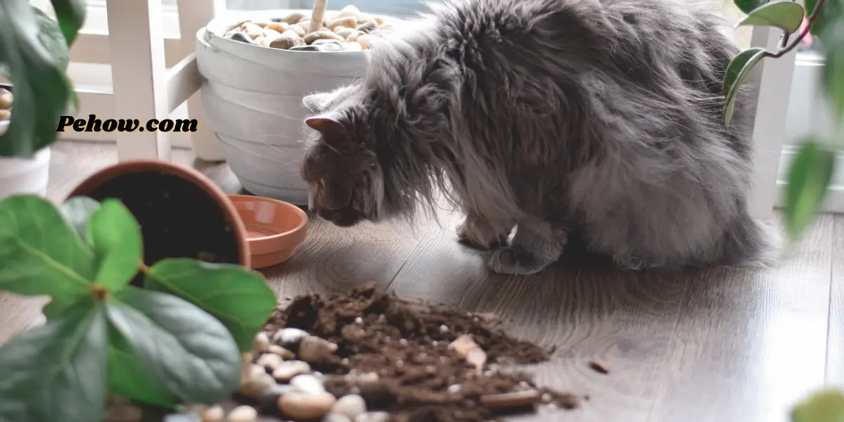 Can I tape a broken plant stem (Yes & How to take care of broken trees