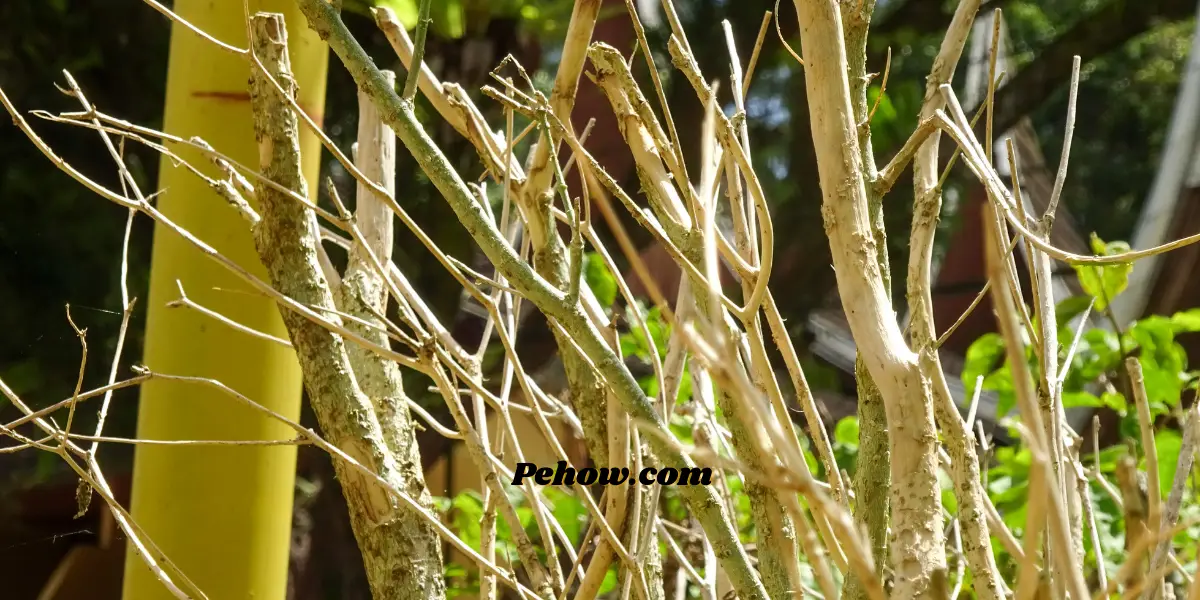 Can I tape a broken plant stem (Yes & How to take care of broken trees