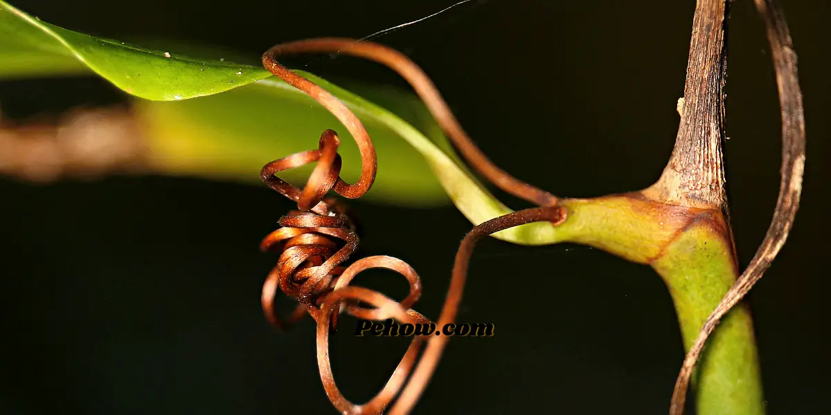 Can I tape a broken plant stem (Yes & How to take care of broken trees) PE How