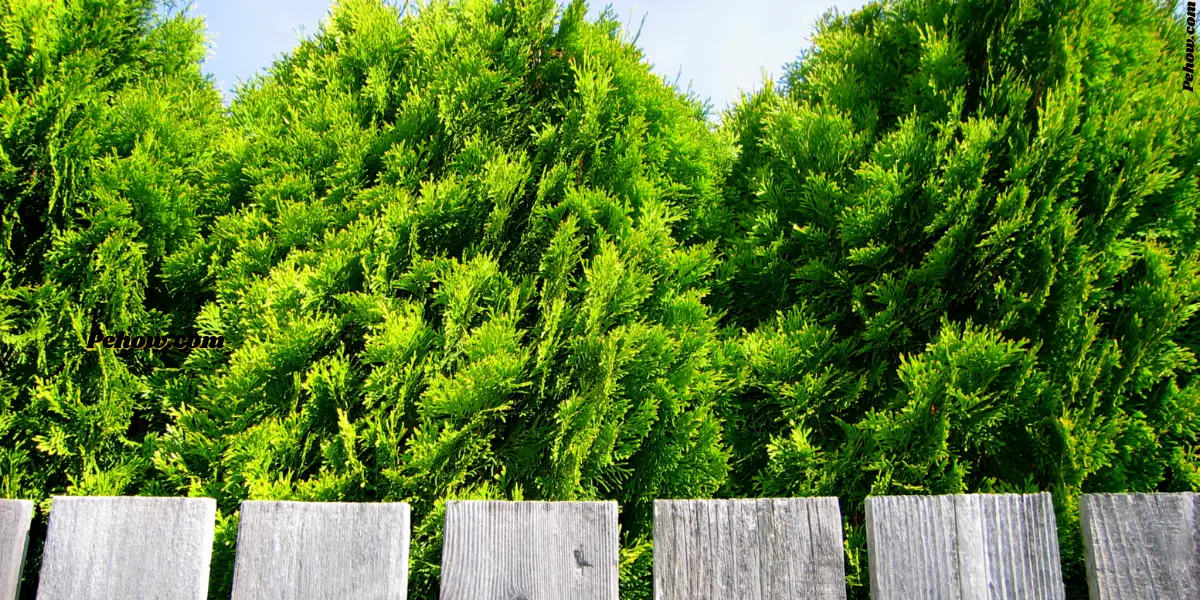 Can I throw neighbors tree branches back in their yard (No, It's crime