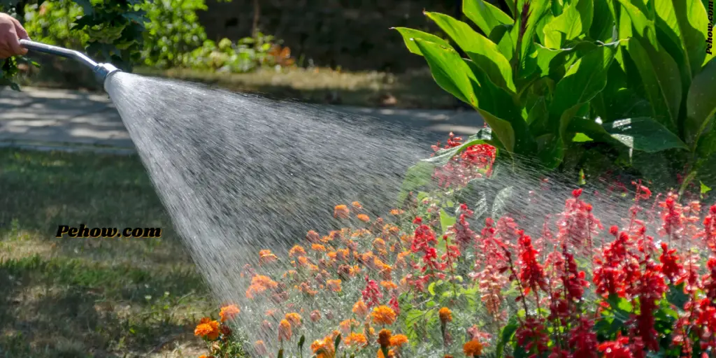 can soapy water kill plants