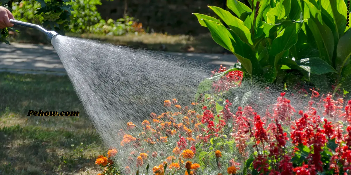 Can soapy water kill plants (Yes & How Does Soapy Water Affect Plants) PE How