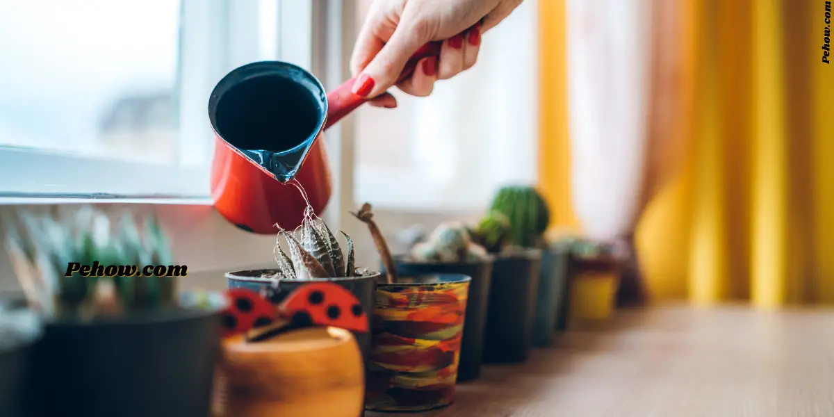 Can soapy water kill plants (Yes & How Does Soapy Water Affect Plants) PE How