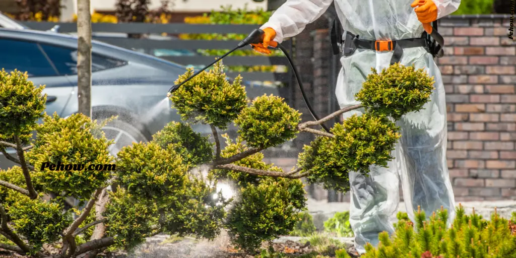 Can soapy water kill plants (Yes & How Does Soapy Water Affect Plants