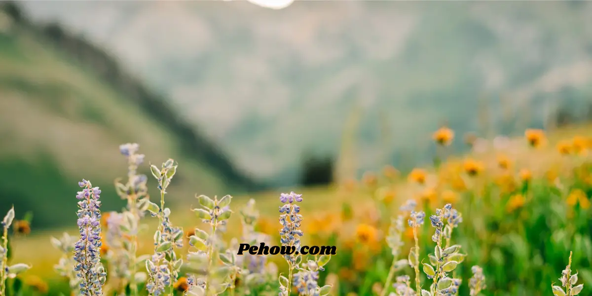 Can you just throw wildflower seeds (No & the correct approach) PE How