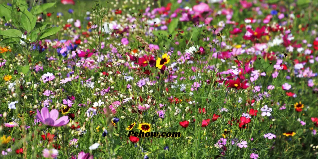 can you just throw wildflower seeds