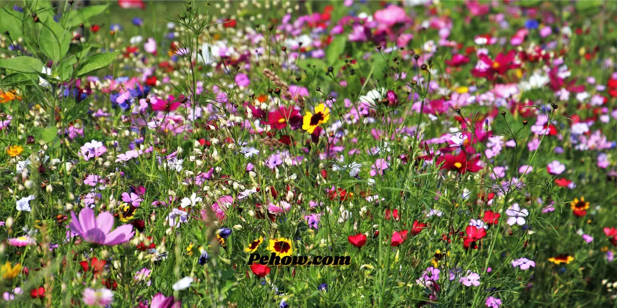 Can you just throw wildflower seeds (No & the correct approach) PE How