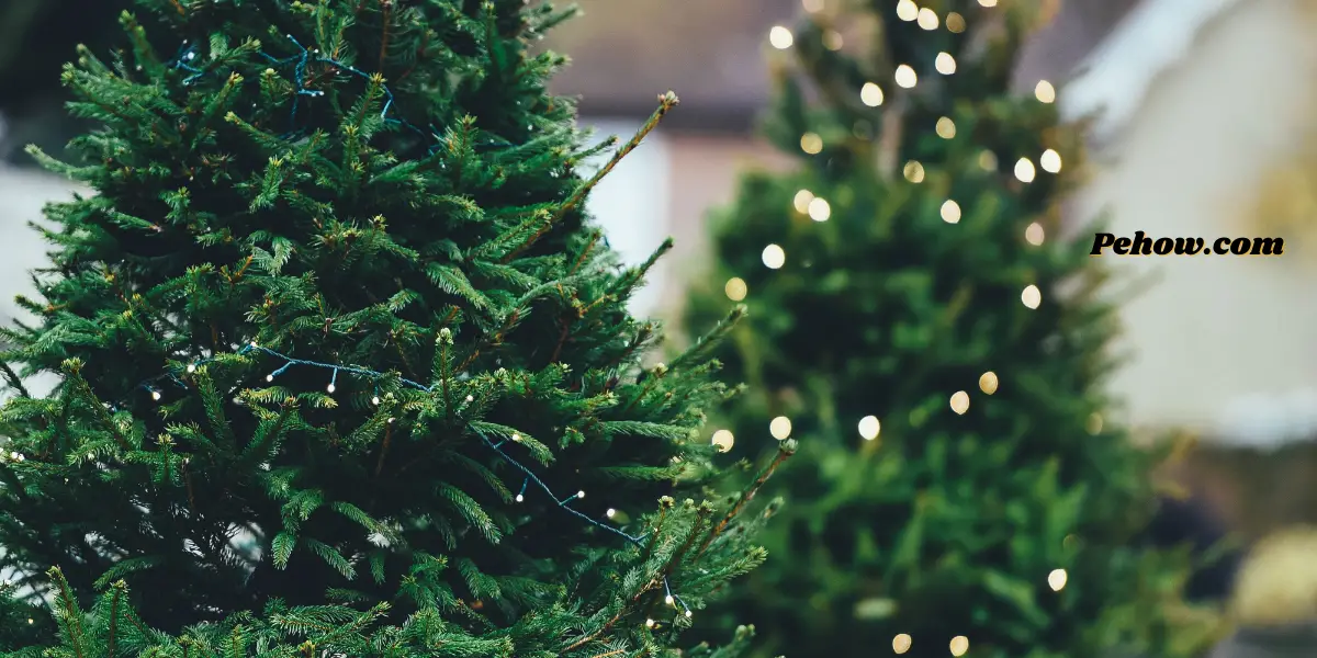 can you replant a cut christmas tree