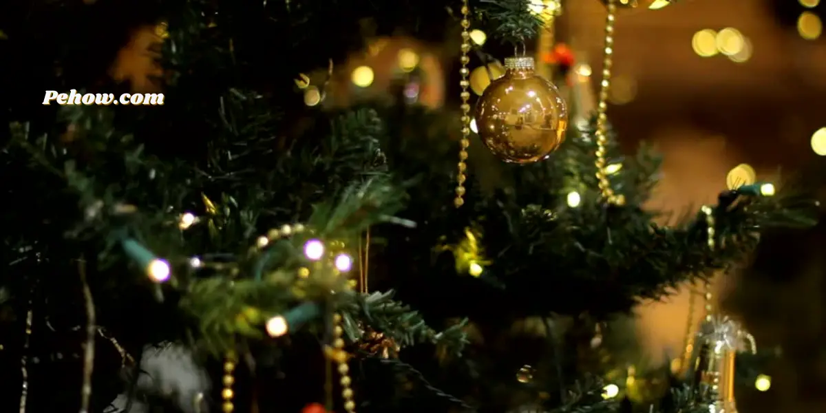 Can you replant a cut Christmas tree (No, replacing a cut Christmas