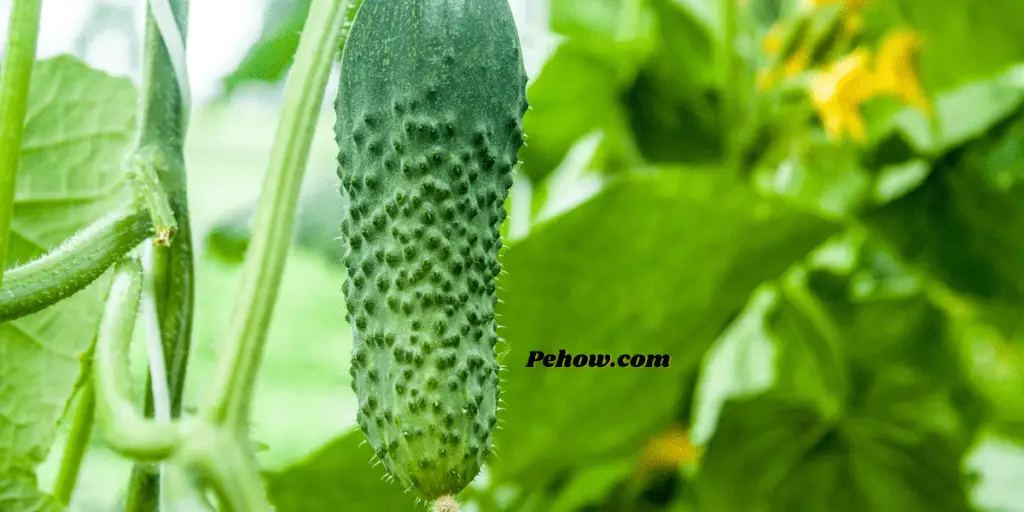 How cold can cucumber plants tolerate? (and Ways to keep them healthy