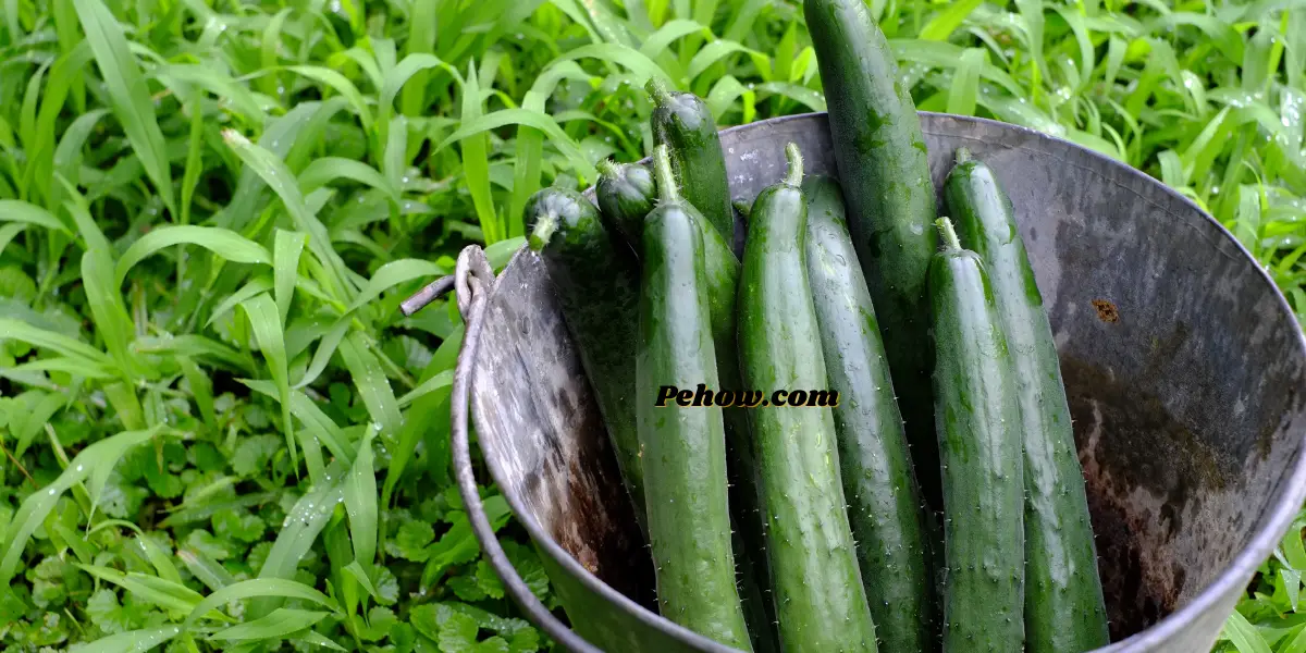 How cold can cucumber plants tolerate? (and Ways to keep them healthy