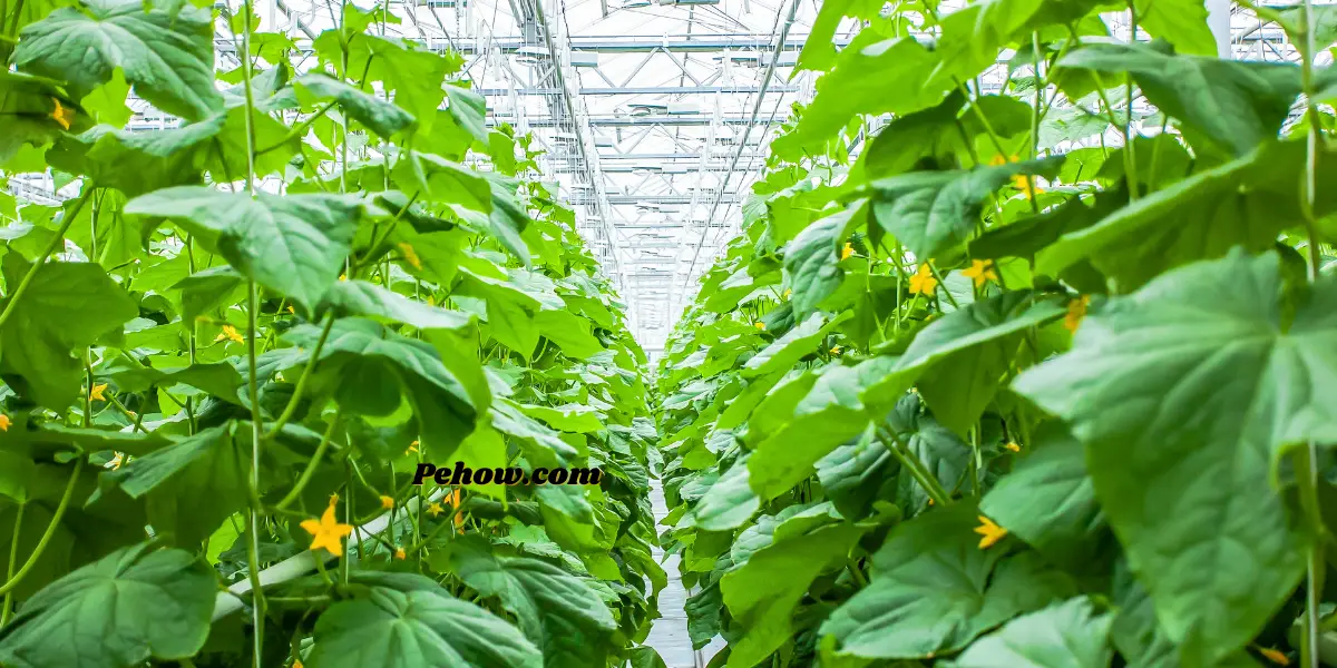 How cold can cucumber plants tolerate? (and Ways to keep them healthy