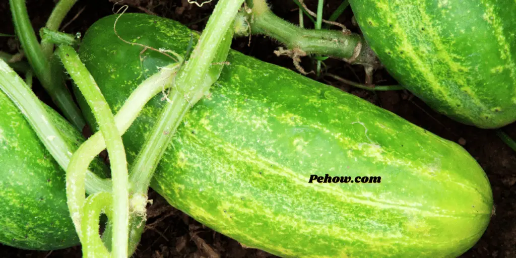 how cold can cucumber plants tolerate
