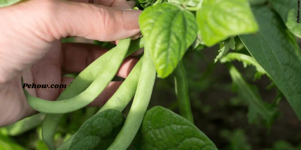can green beans be planted next to tomatoes