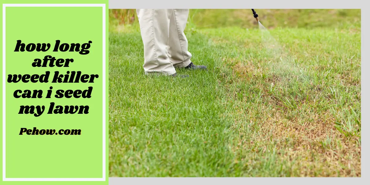 how long after weed killer can i seed my lawn