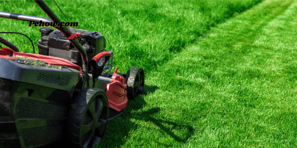 how to revive a lawn after scarifying