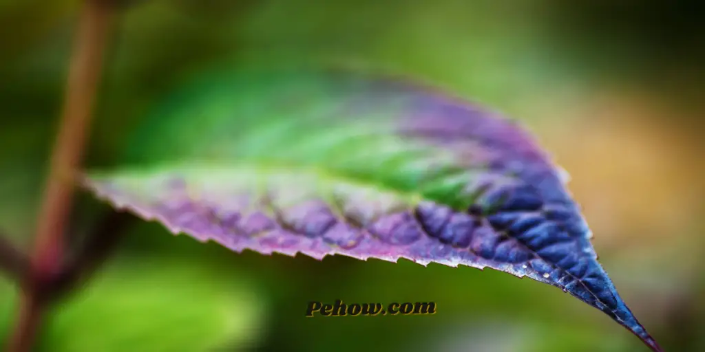 hydrangea leaves turning purple