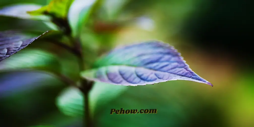 hydrangea leaves turning purple