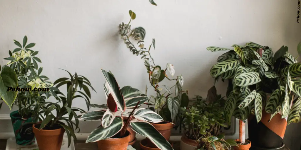 can you have too many plants in your house
