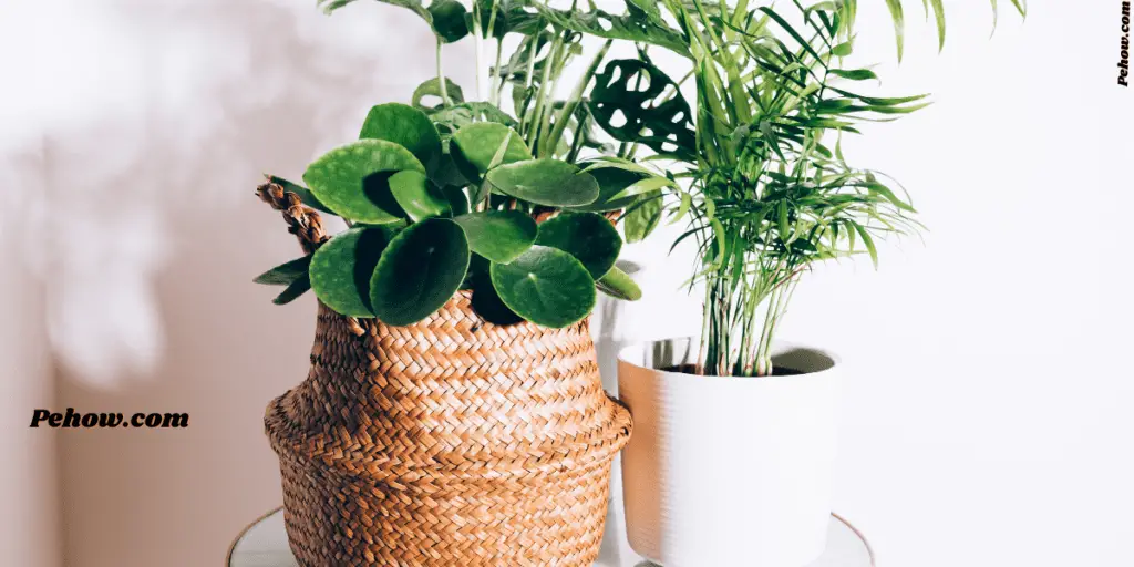 can you have too many plants in your house
