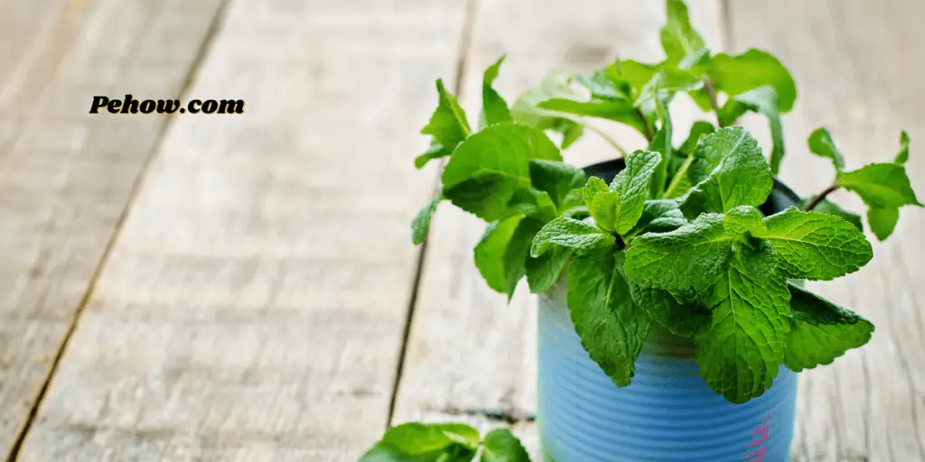 Why is my mint plant dying? (Expert opinion on how to fix them) PE How