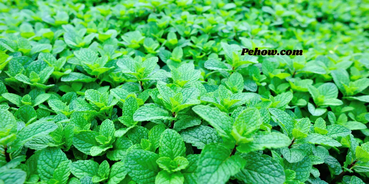 Why is my mint plant dying? (Expert opinion on how to fix them) PE How