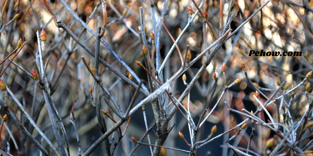 Can a plant survive without leaves No & Leaves are important for plant