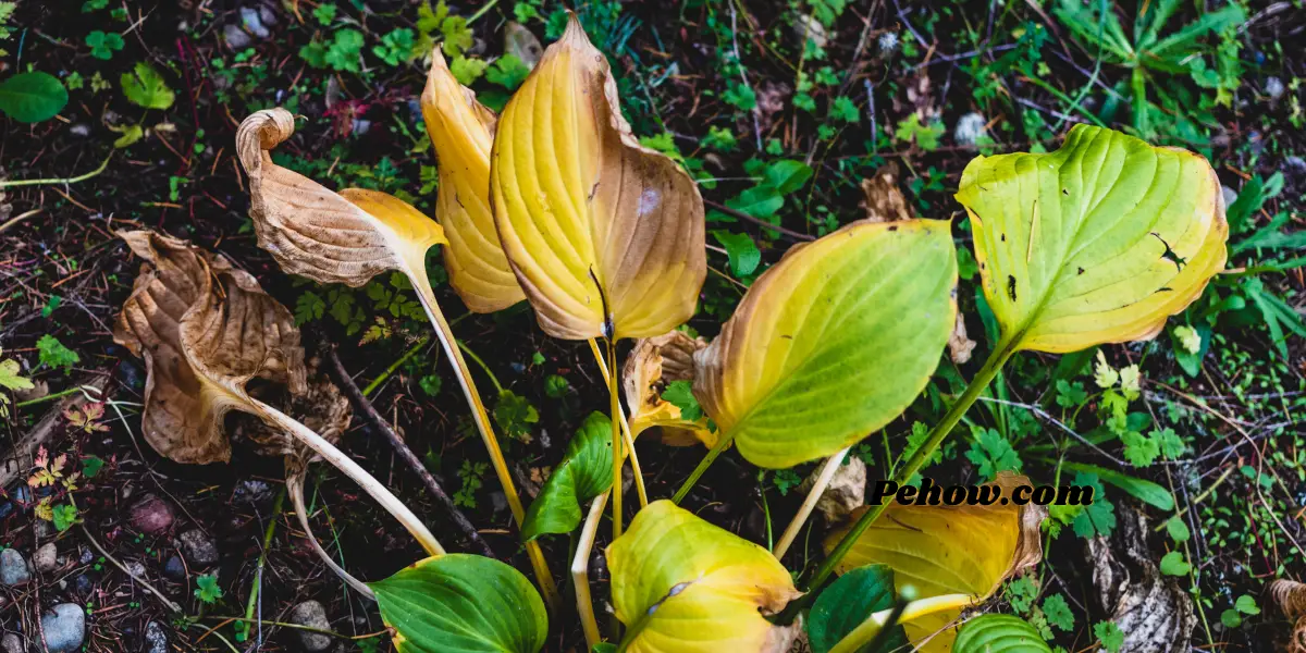 Can a plant survive without leaves No & Leaves are important for plant