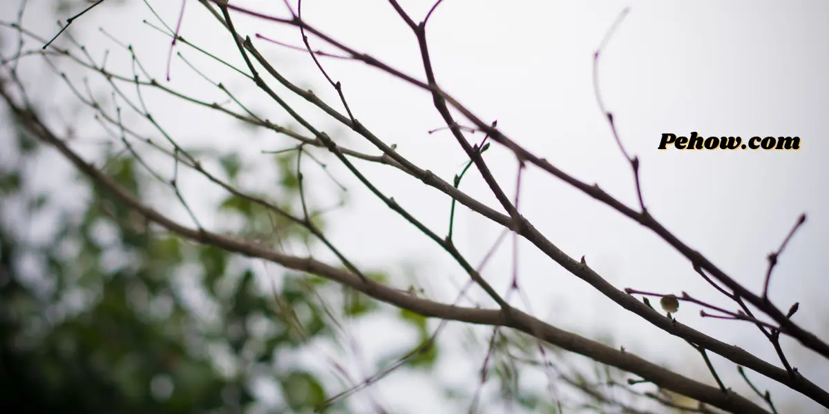 Can a plant survive without leaves No & Leaves are important for plant