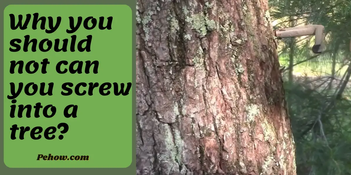 Can you screw into a tree? No, it stops the plant from growing PE How