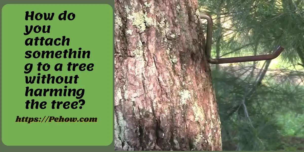 Can you screw into a tree? No, it stops the plant from growing PE How