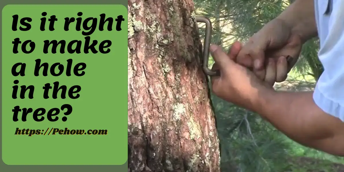 Can you screw into a tree? No, it stops the plant from growing PE How