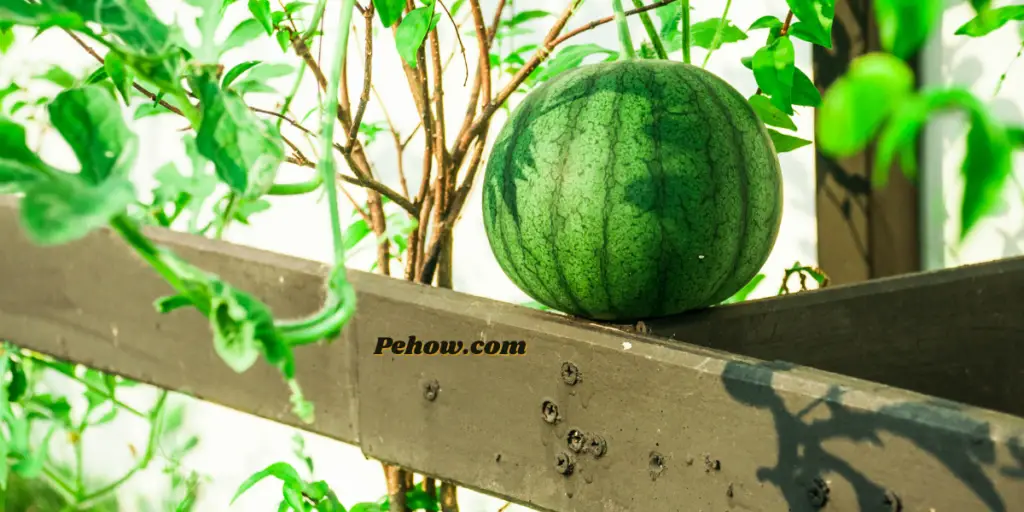 can a watermelon seed grow in your stomach