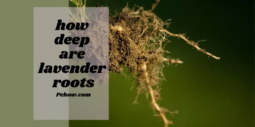 How deep are lavender roots