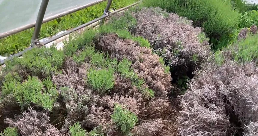 How to revive dying lavender plants