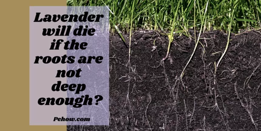 Lavender will die if the roots are not deep enough