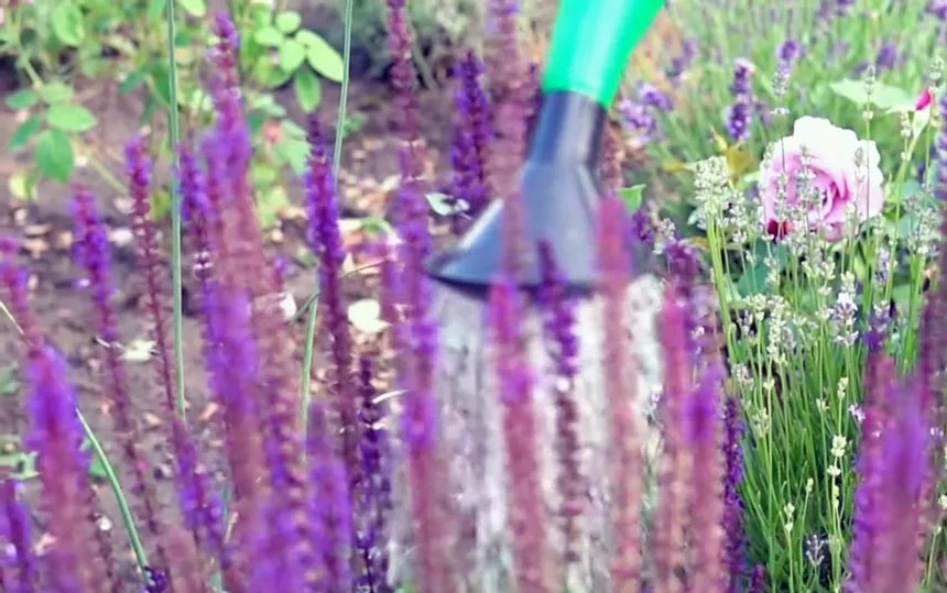Reasons of lavender dying - Watering problem