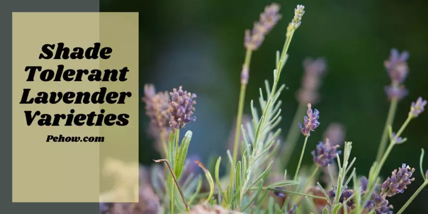 Shade Tolerant Lavender Varieties