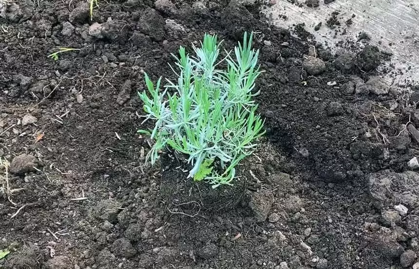 Soil problems Cause Lavender Turning Brown