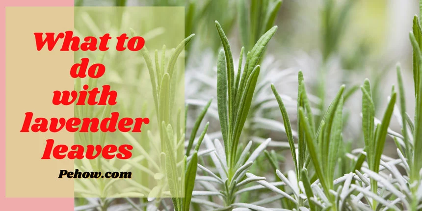 What to do with lavender leaves