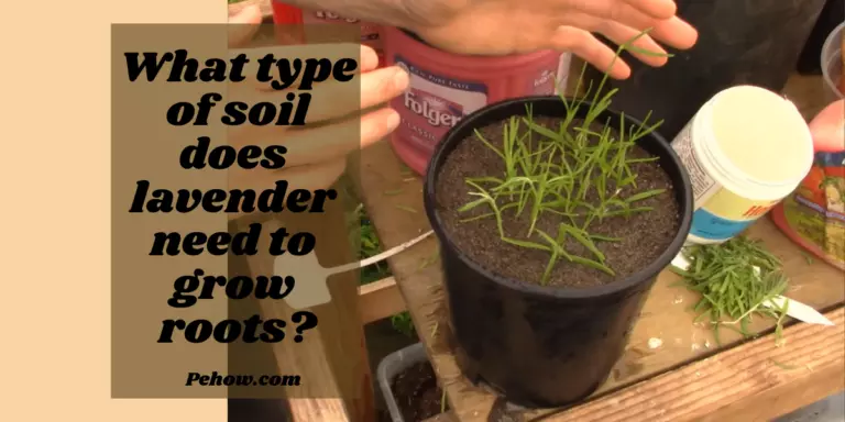 What type of soil does lavender need to grow roots