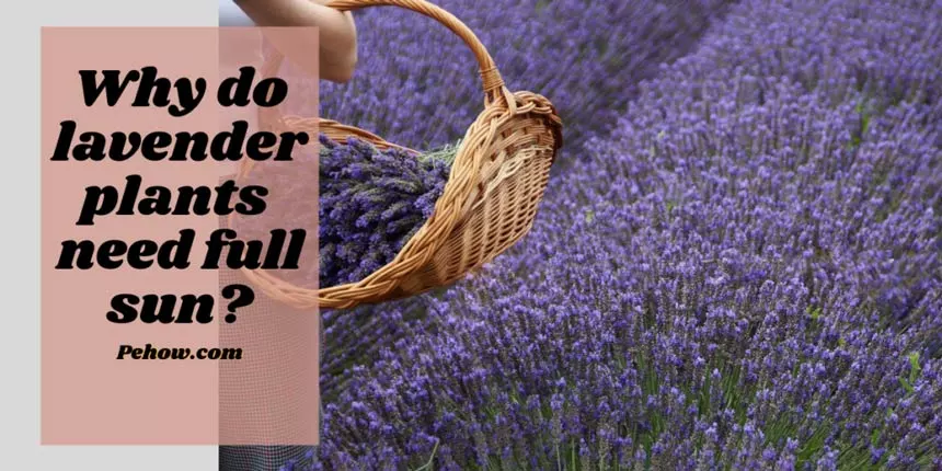 Why do lavender plants need full sun