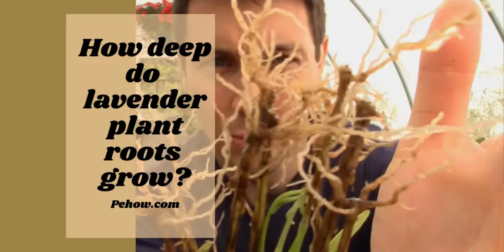 how deep are lavender roots