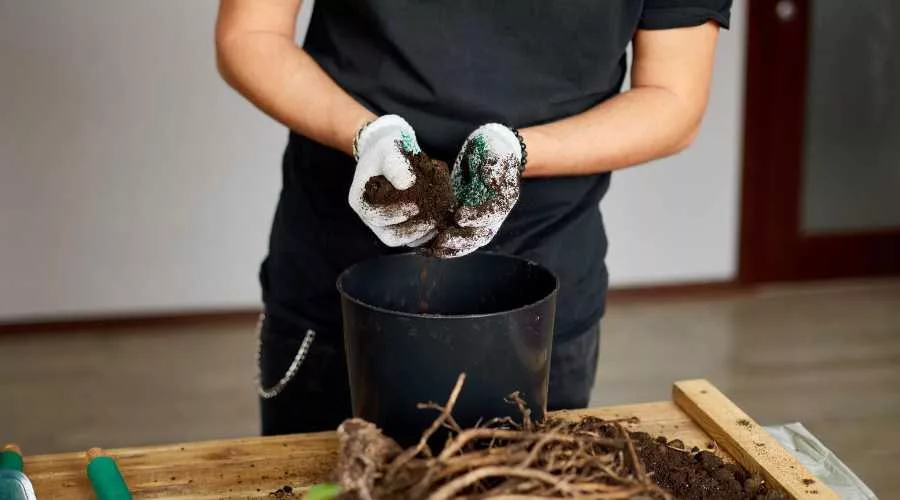 Reuse Soil from a Dead Plant