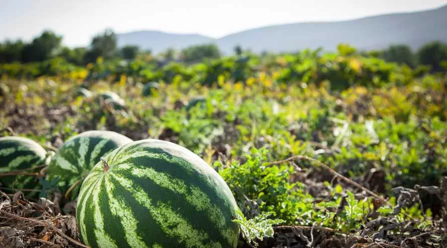 How to Grow Watermelons From Seeds