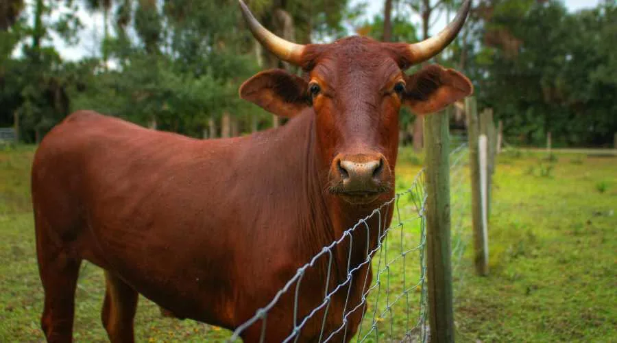 Ways to Keep Cows Out of Your Garden